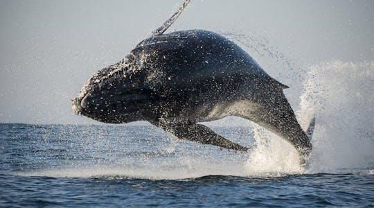 San Diego summer whale and dolphin watching adventure