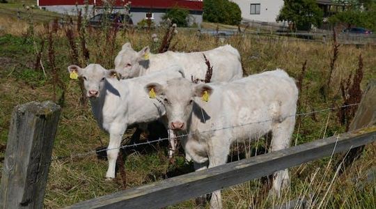 Guided nature tour with a Swedish picnic