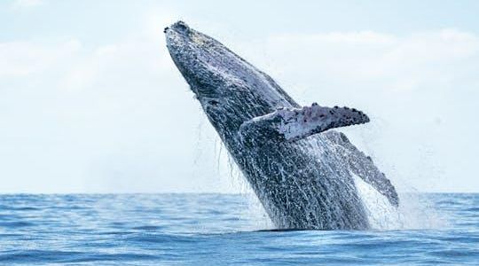 Bora Bora whale watching tour