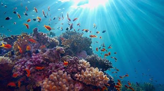 Port Ghalib Snorkeling Cruise from Marsa Alam with Lunch and Drinks