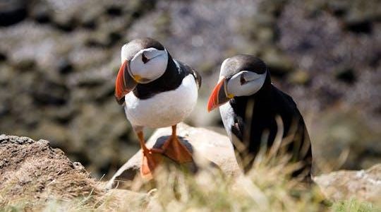 Hike to the wonder world of Látrabjarg