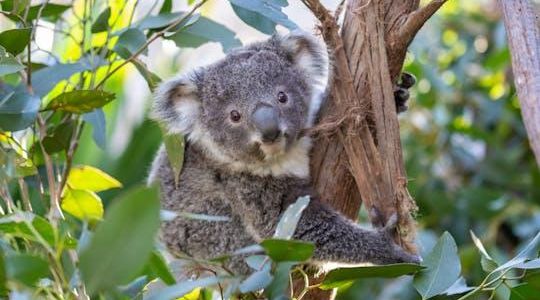 Wildlife Sydney Zoo tickets