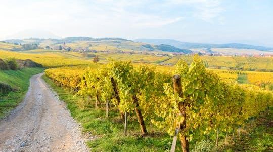 Alsace half-day shared wine tour from Strasbourg