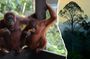Semenggoh Wildlife and Annah Rais Bidayuh Longhouse tour