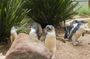 Phillip Island wildlife and Brighton Beach Boxes bus tour