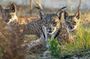 Doñana National Park 4x4 guided tour from Seville