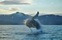 Akureyri Classic Whale Watching