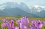 Zakopane and Tatra Mountains day tour from Krakow