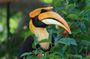 Birdwatching half-day tour in Langkawi