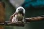 Akumal Monkey Sanctuary – ticket only