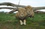 Melbourne Unlimited Attractions Pass