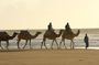 Guided camel ride in Essaouira