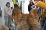 Dog friendly tour of Albaicín district in Granada