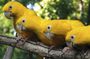 Bird Park guided tour with transportation