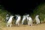 Phillip Island Penguin Parade small-group tour