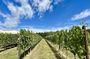 Chianti and San Gimignano with lunch and wine tasting