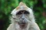 Langkawi UNESCO geopark mangrove half-day tour
