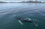 Akureyri  whale watching tour in the midnight sun