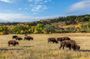 Self-Guided Driving Audio Tour Bundle to Explore Dakota