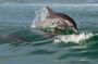 Key West morning dolphin watch and snorkeling