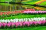 Keukenhof skip-the-line tickets and Spanish guided tour from Amsterdam