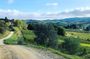 Small-group hike and wine tasting in Chianti with lunch