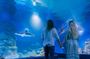 Cairns aquarium twilight two hour guided tour and entrance ticket