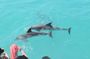 Key West dolphin watch and snorkeling sunset cruise