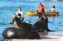 Marina Del Rey kayak and paddleboard tour with sea lions
