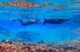 Snorkel between Continents in Silfra