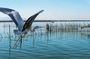 Albufera Natural Park with Sunset Boat Tour from Valencia