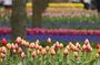 Keukenhof ticket with transfer