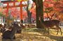 Nara half-day walking tour