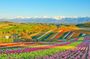 Full-Day Biei, Furano Flower Sea, Ningle Terrace Tour with Lunch