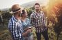 Guided half-day Mount Tamborine winery tour with lunch