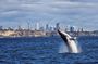 Sydney whale-watching cruise with breakfast or lunch