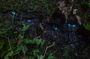 Evening rainforest and glow worm tour