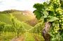 Day Tour in Burgundy with 14 Wines Tasting at Local Wineries