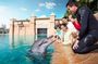 Dolphin meet and greet at Atlantis Dubai
