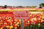 Keukenhof Gardens and Tulip Experience  From Amsterdam