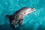 Puerto Aventuras dolphin connection program ticket