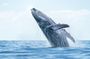 Bora Bora whale watching tour