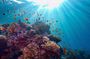 Port Ghalib Snorkeling Cruise from Marsa Alam with Lunch and Drinks