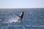 Whale watching and northern lights tour from Reykjavik