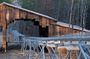 Rocky Top Mountain coaster ride