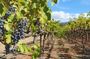 Half-day wine country tour from San Francisco