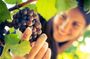 San Gimignano, Chianti and Montalcino Tour from Siena with Wine Tasting