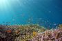 Full-day Cham Island Tour and Snorkeling