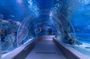 Istanbul Emaar Aquarium and Underwater Zoo with optional SkyView