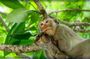 Can Gio and Monkey Island tour with lunch